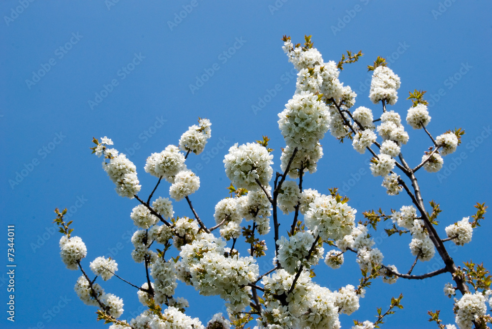orchand orchand