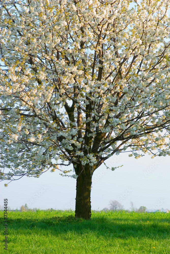 Fototapeta premium cherry tree