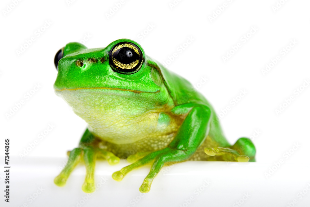 Little tree-frog on white background Little tree-frog on white background
