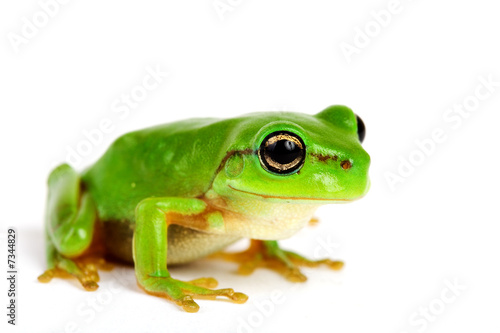 Little tree-frog on white background