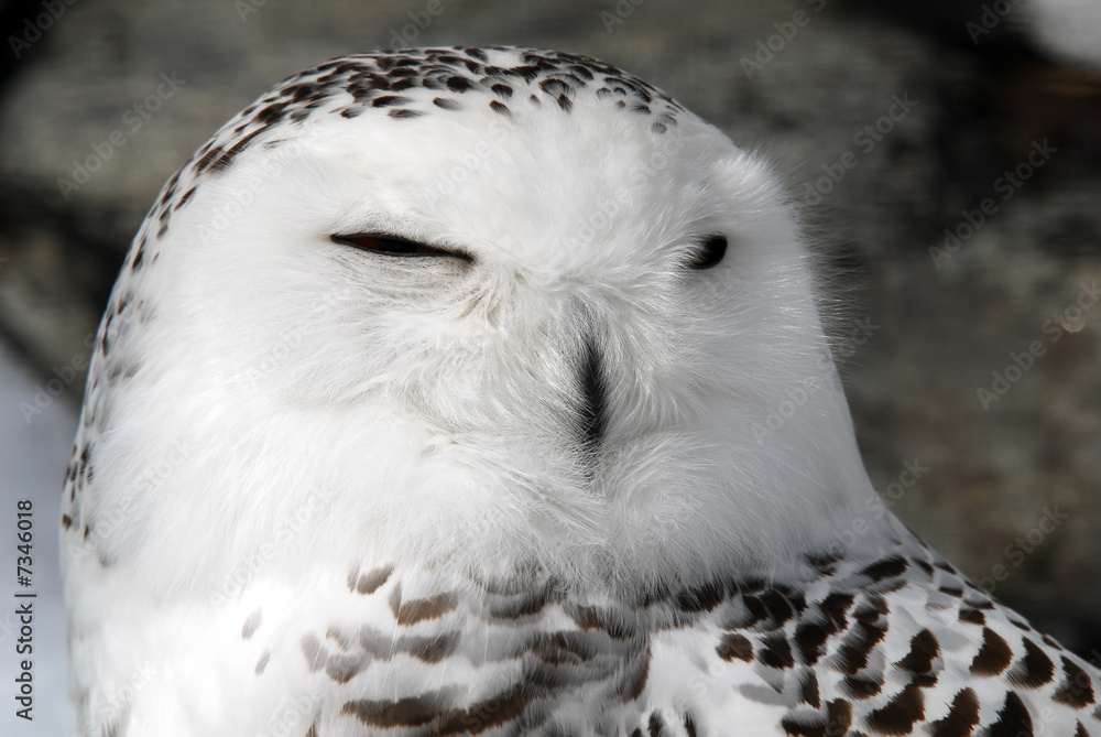 Obraz premium Snowy Owl