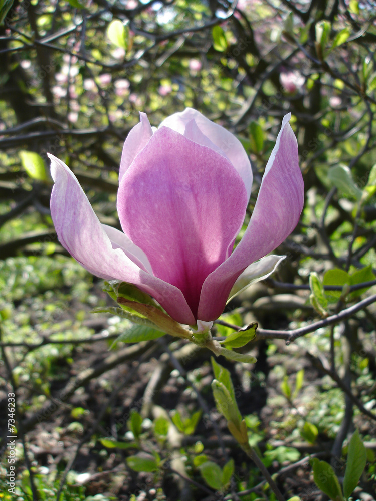 Magnolia Flower Magnolia Flower