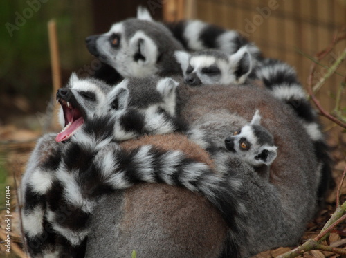 Ring Tailed Lemur © Mick Taylor