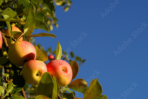 Red apples and leaves on blue sky