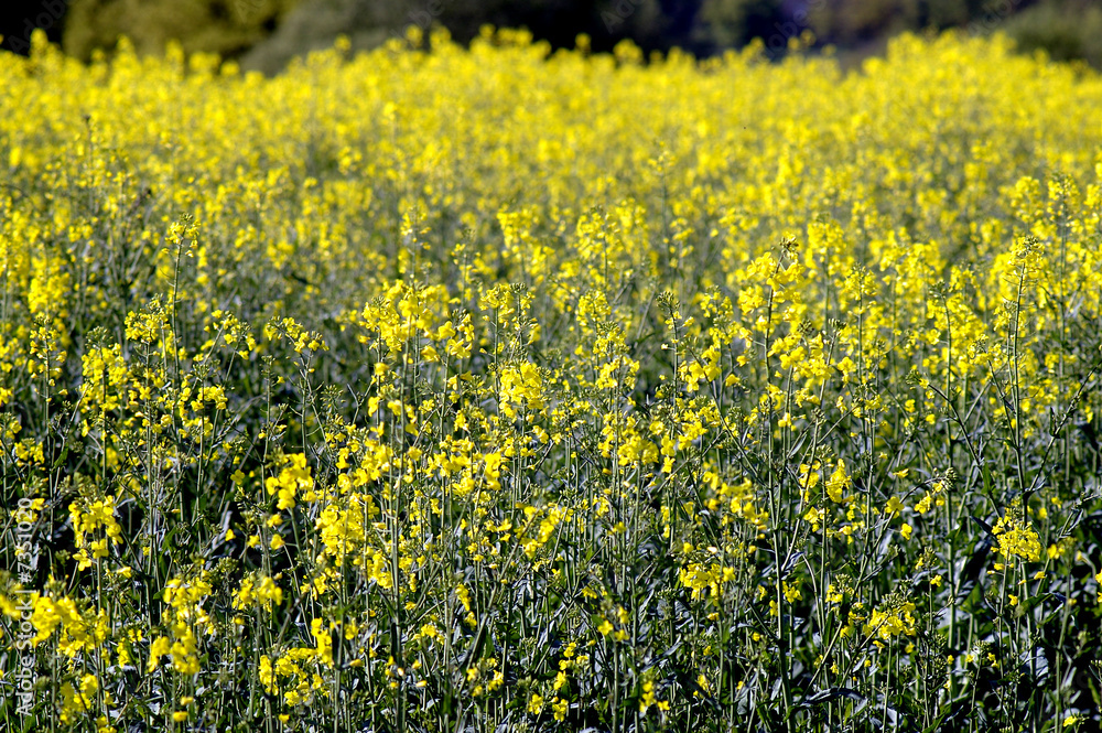 Obraz premium culture du colza