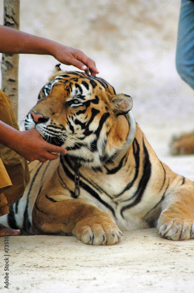 Fototapeta premium Tiger Temple, Kanchanaburi Thailand