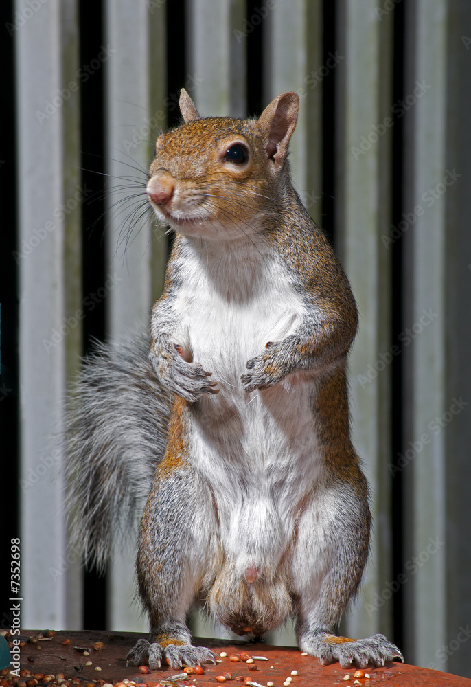 Obraz premium Eastern Gray Squirrel on alert