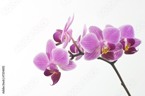 Orchidea due