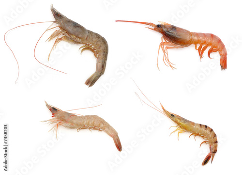 Various kind of raw shrimps