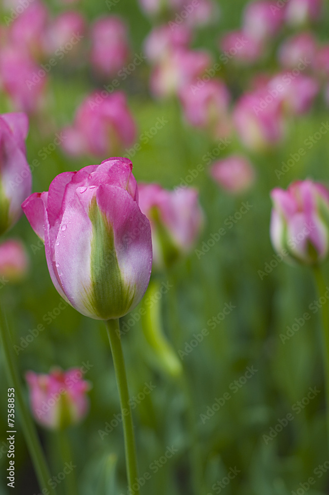Fototapeta premium pink tulips