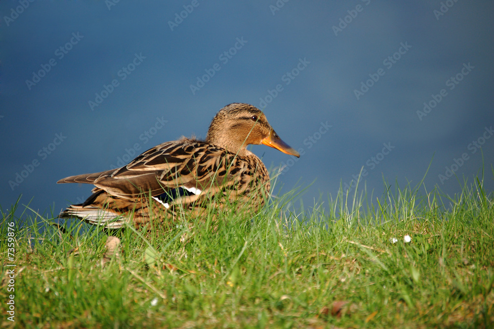 duck with blue and green background duck with blue and green background
