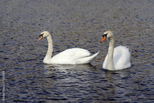 Romantic swans couple on lake