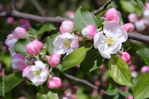 detail of branch Apple tree at spring time