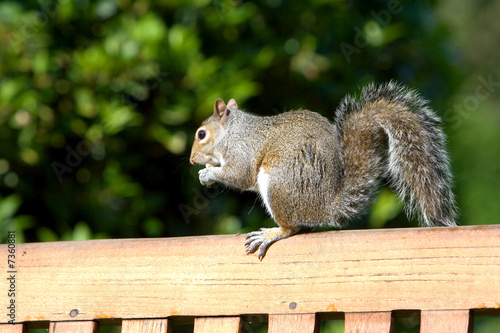 Cute little brown squirrel enjoying some nuts 