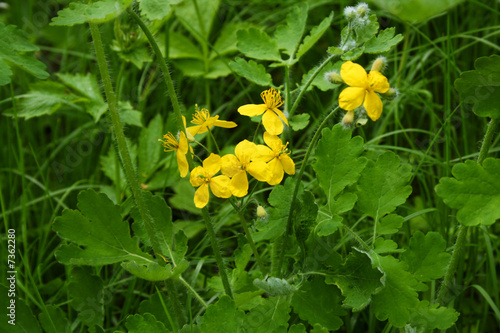 celandine photo