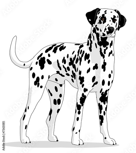 dalmatian