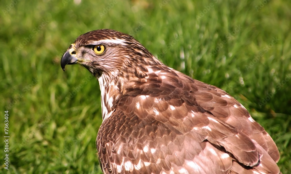 Fototapeta premium Rough-legged Hawk