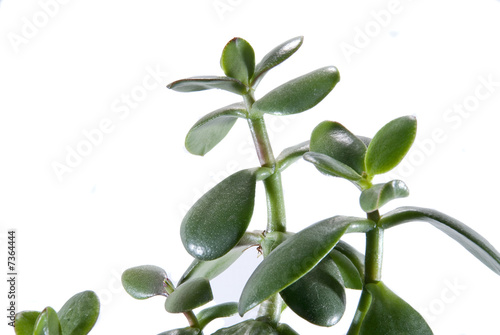 Indoor plant on a white background