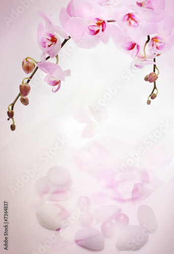 Orchids background