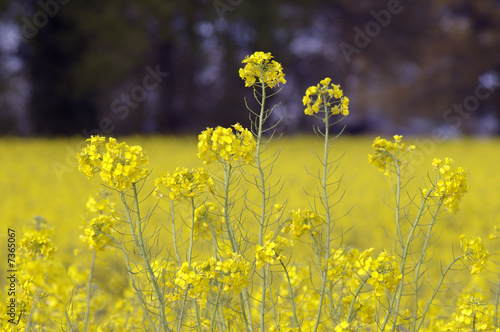 champs de colza jaune photo