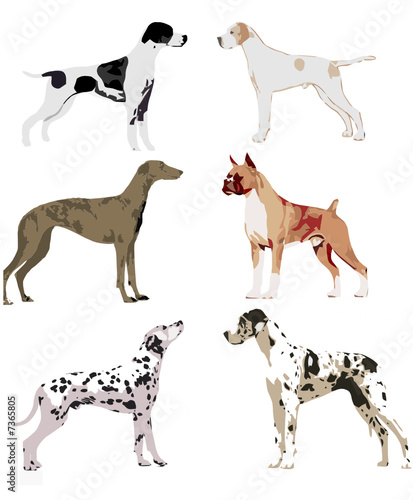 cães