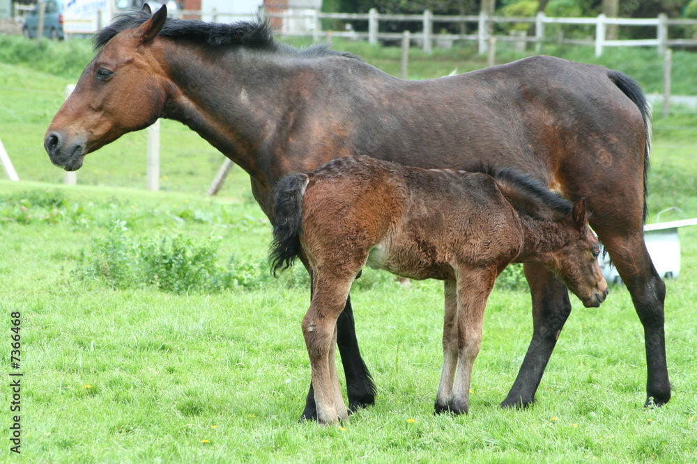 Fototapeta premium Cheval