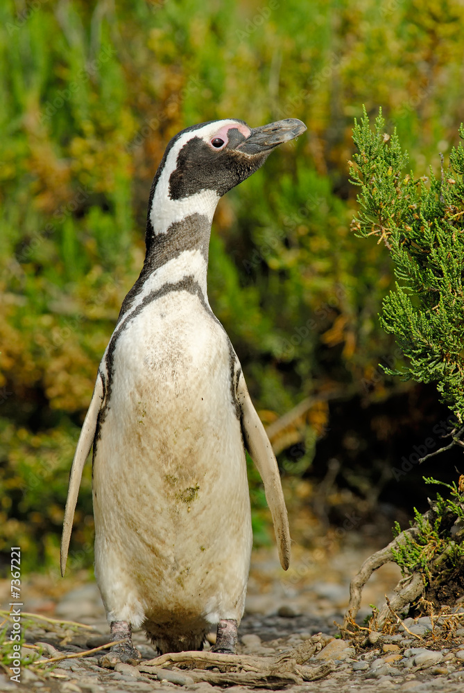 Obraz premium Magellanic Penguin (Spheniscus magellanicus) in Patagonia