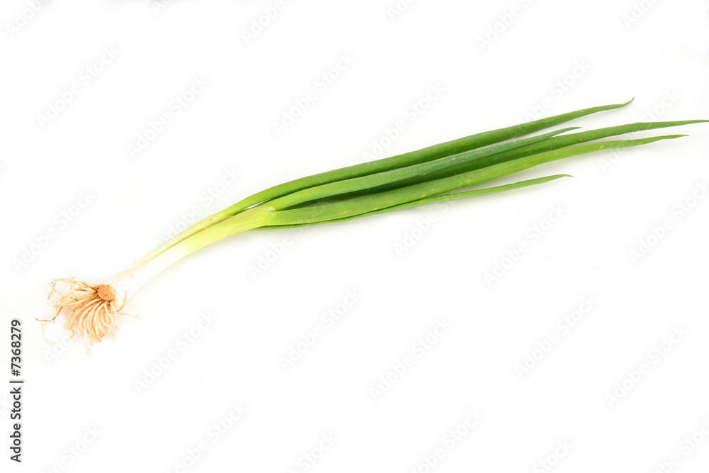 Fototapeta premium scallion or spring onion