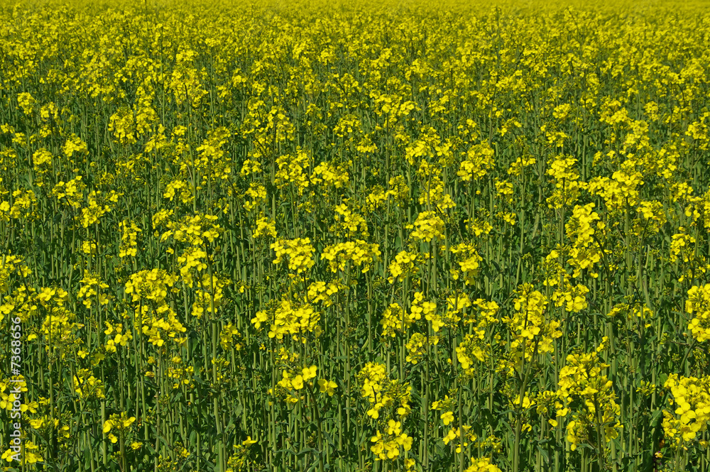 Obraz premium Raps - Rapeseed 05