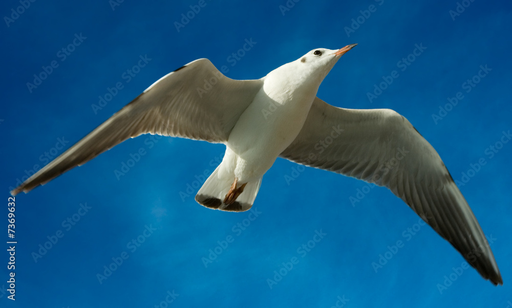 Obraz premium Close-up of seagull, flying over blue sky