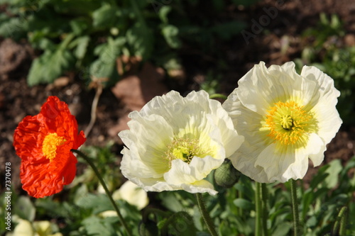 coquelicots multicolors photo