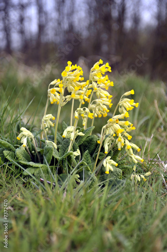 cowslip (primula veris_ photo