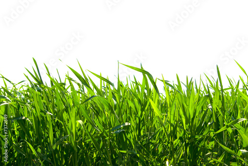 grass on white