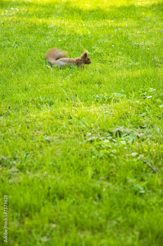 Squirrel © Michałowski Dominik