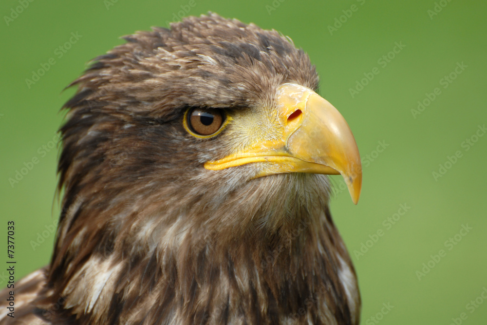 Obraz premium seeadler