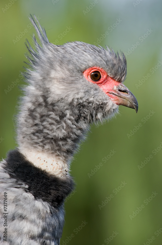 Close-up of a Southern Screamer (Chauna torquata) Close-up of a Southern Screamer (Chauna torquata)