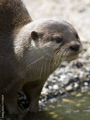 Otter © Dreadlock
