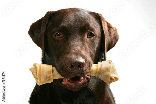 Shot of a chocolate labrador with a bone in this mouth
