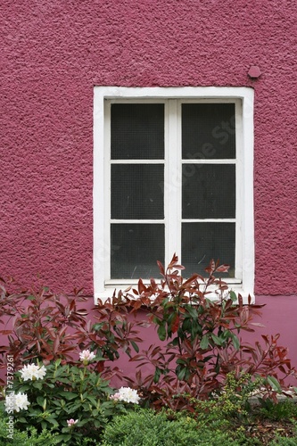 Weißer Fensterrahmen in lila Hausfront mit Vorgarten