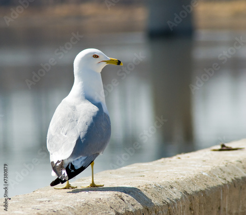 Single Seagull