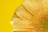 yellow gerbera close up