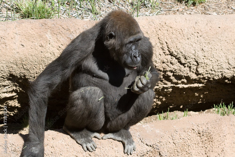 Silver Back Gorilla