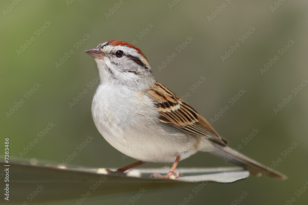 Chipping Sparrow (Spizella passerina) with a green background
