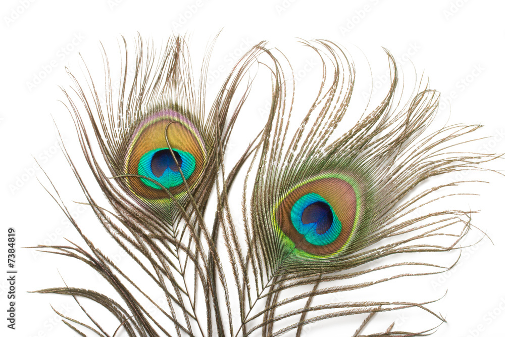 Obraz premium Two peacock feathers close up