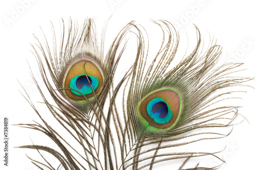 Two peacock feathers close up