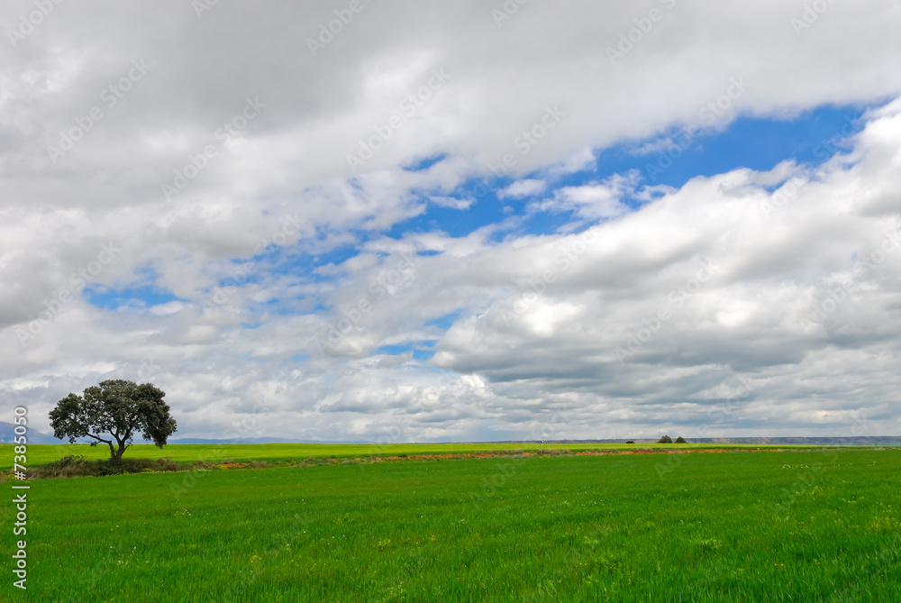 Field and tree