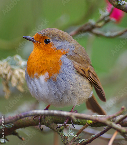 ROBIN IN SPRING photo