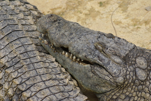 crocodile © Bruno Herold