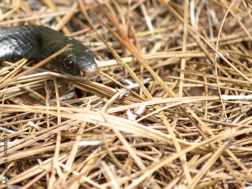 Fototapeta premium Black rat snake head