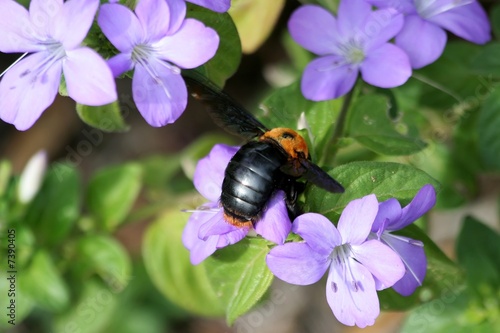 Bumble bee on mauve flowers